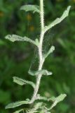 Aubrieta × cultorum