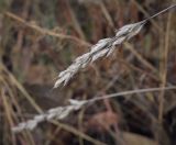 Bromus hordeaceus