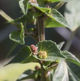 Acalypha australis