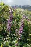 Aconitum septentrionale