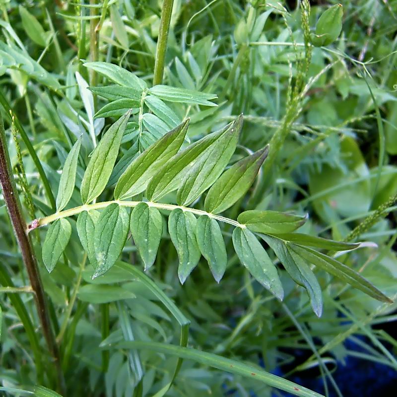 Изображение особи Polemonium caeruleum.