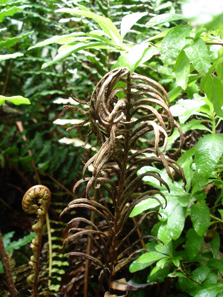 Image of Blechnum chilense specimen.