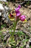 Ophrys подвид ficalhoana