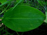 Alisma plantago-aquatica