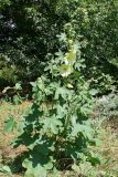 Alcea rugosa