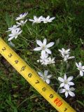 Ornithogalum navaschinii. Цветущее растение. Краснодарский край, Кущёвский р-н, станица Шкуринская, пустыри. 07.05.2009.