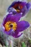 Pulsatilla taurica