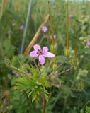 Erodium cicutarium