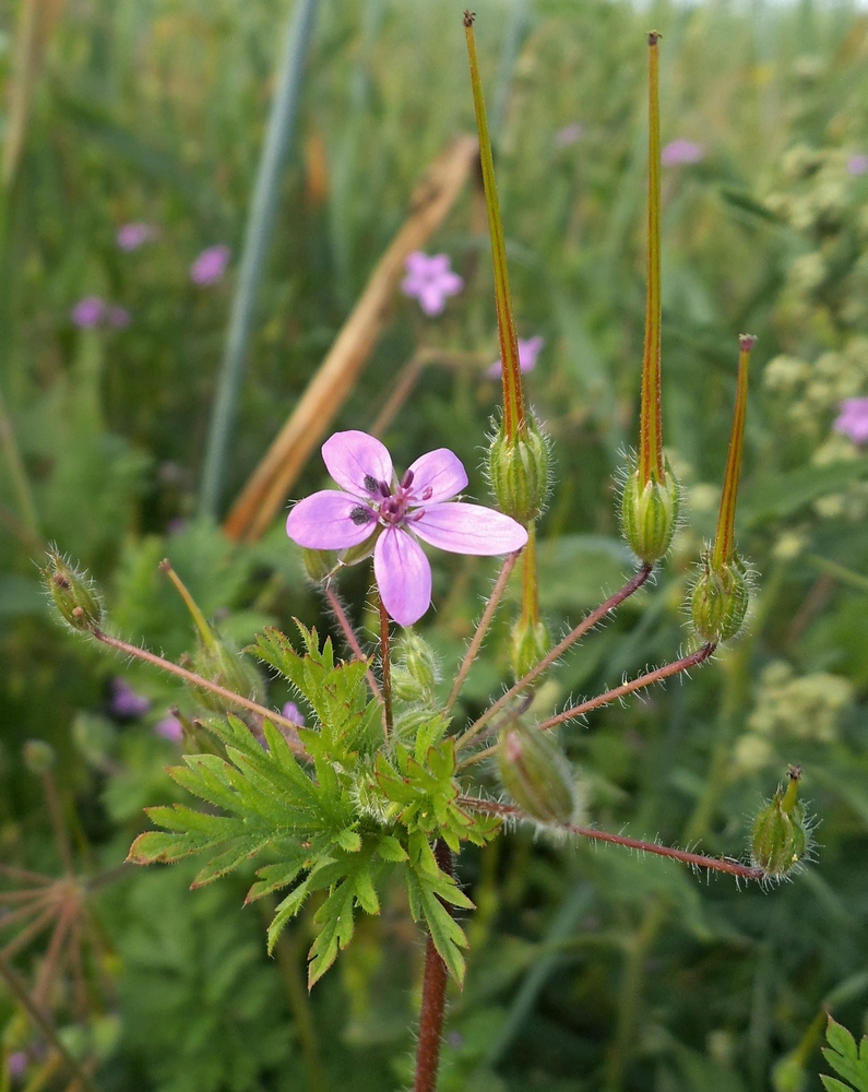 Изображение особи Erodium cicutarium.