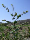 Lepidium perfoliatum