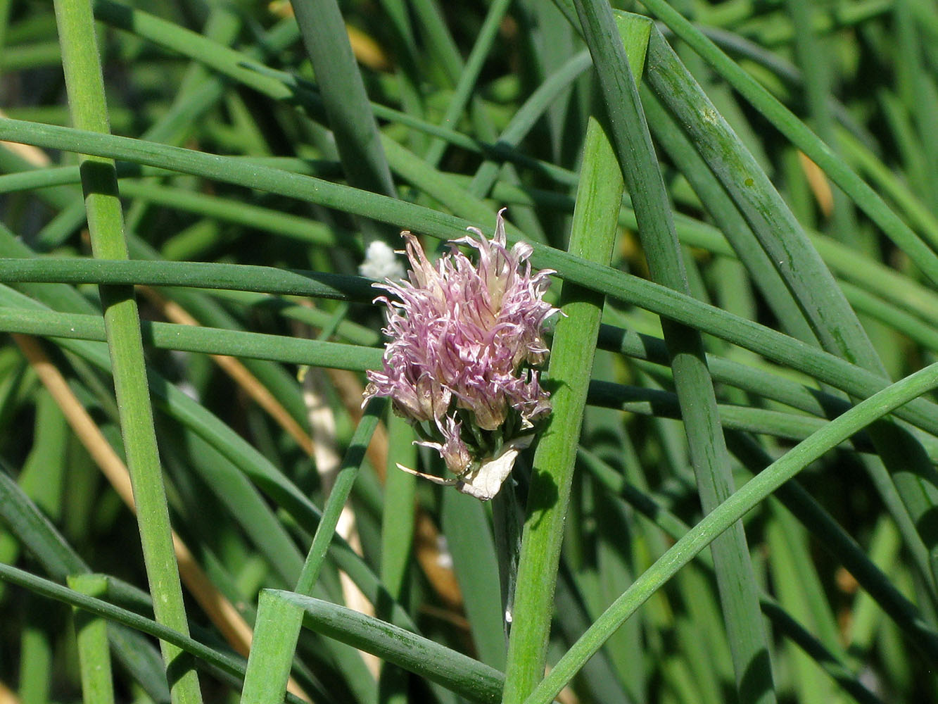 Изображение особи Allium schoenoprasum.