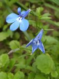 Lobelia erinus