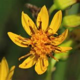 Ligularia lydiae