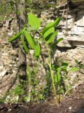 Polygonatum glaberrimum. Расцветающее растение. Краснодарский край, Новороссийский р-н, гора Рябкова, дубово-грабовый лес. 11.04.2014.