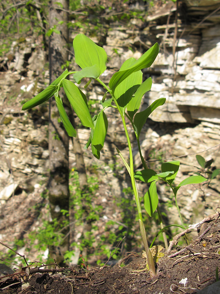 Изображение особи Polygonatum glaberrimum.