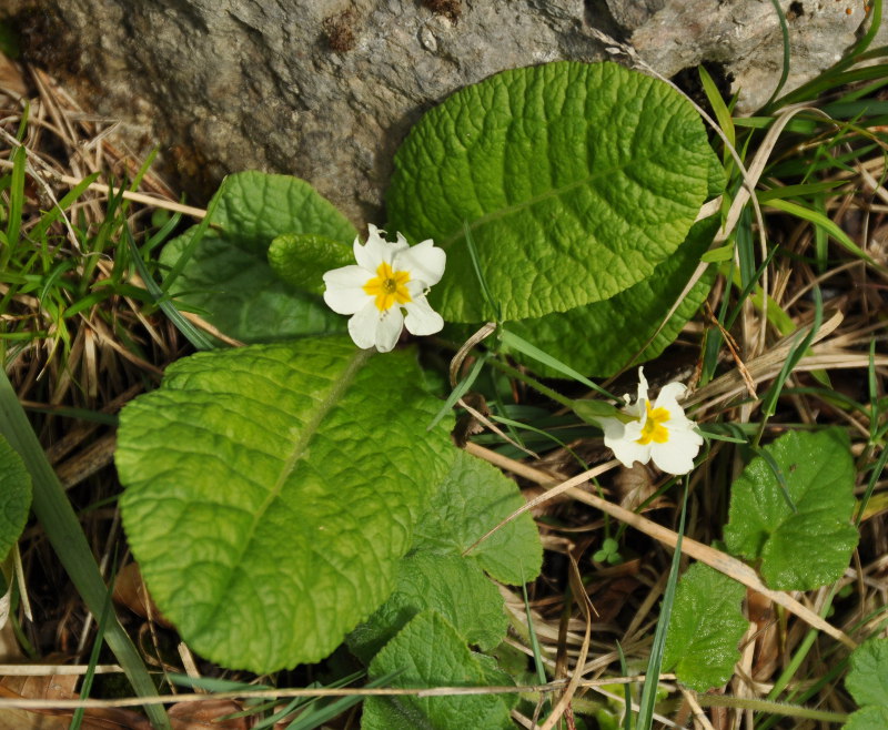 Изображение особи Primula vulgaris.
