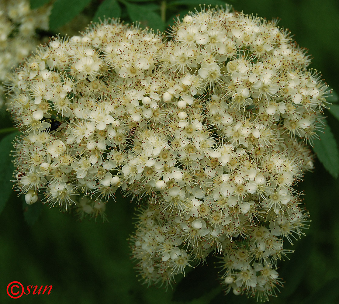 Изображение особи Sorbus aucuparia.