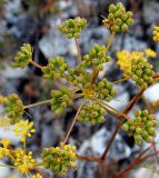 Peucedanum tauricum