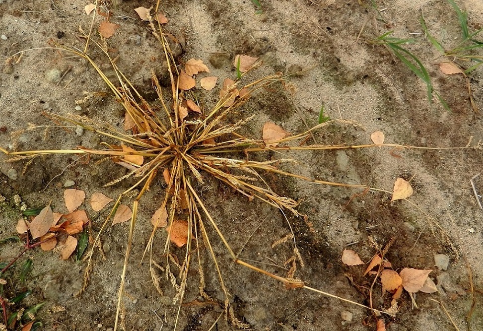 Изображение особи Echinochloa crus-galli.