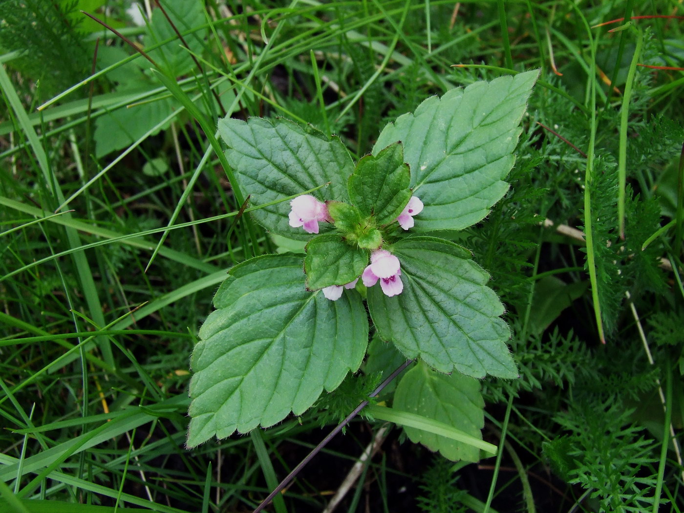 Изображение особи Galeopsis tetrahit.