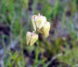 Anemone gortschakowii