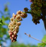 Ribes atropurpureum