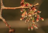 Ulmus laevis