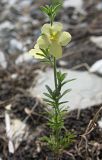 Verbascum orientale