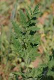 Heracleum sibiricum