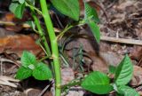 Euphorbia heterophylla