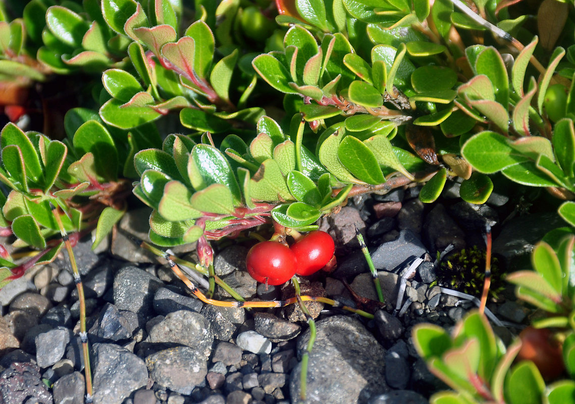 Изображение особи Arctostaphylos uva-ursi.