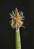 Eleocharis ussuriensis