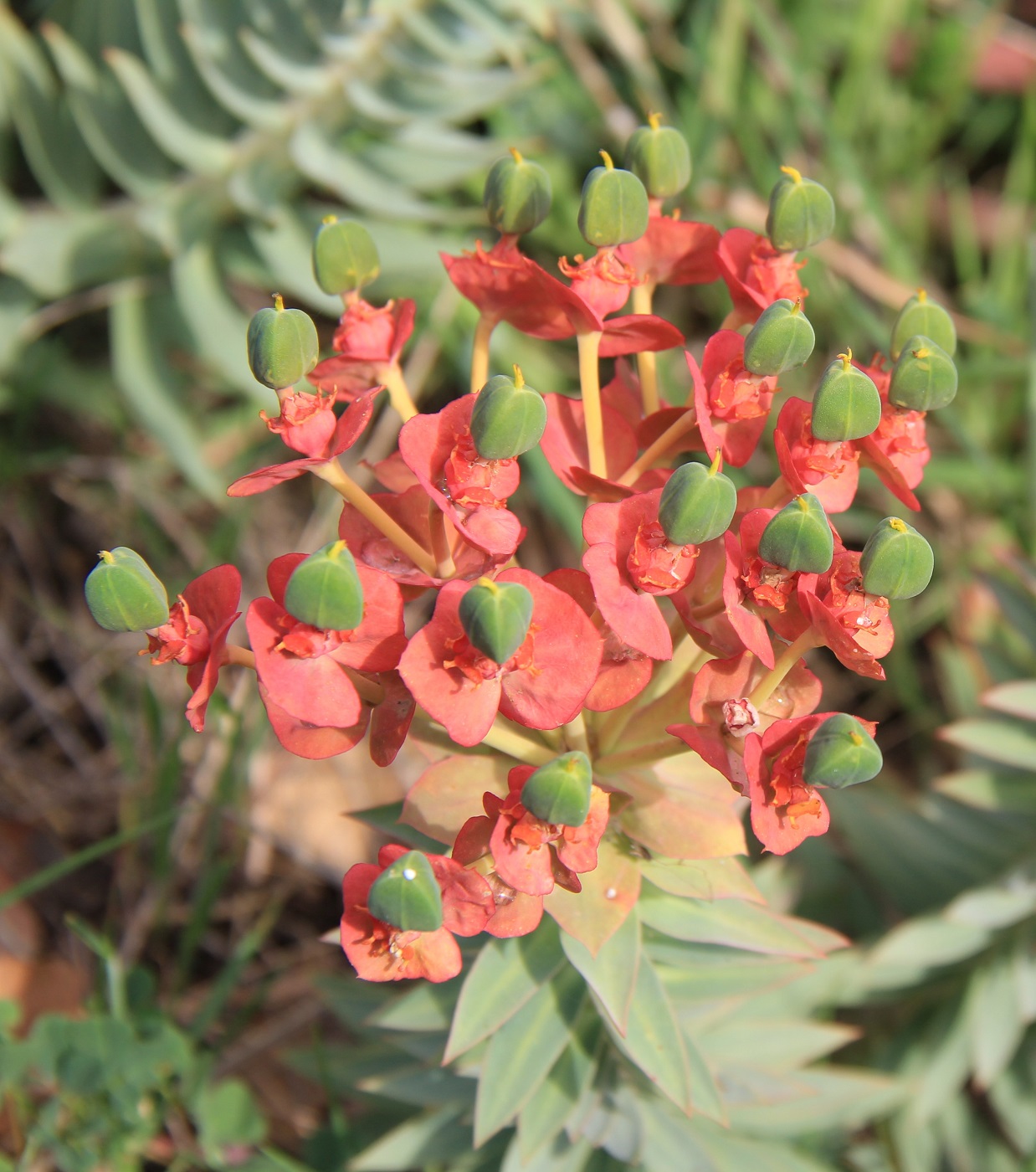 Изображение особи Euphorbia rigida.