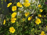 Potentilla fragiformis. Верхушки побегов цветущего растения. Магаданская обл., Ольский р-н, Ольское побережье, приморские скалы в окр. устья руч. Колчаковский. 21.06.2015.