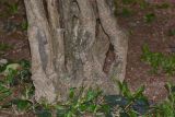 Allamanda blanchetii. Нижняя часть растения. Таиланд, о-в Пхукет, курорт Ката. 09.01.2017.