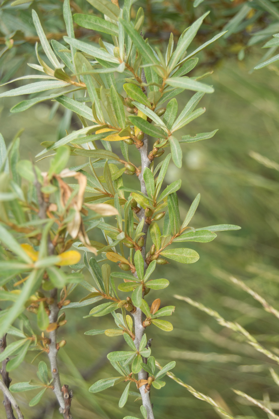 Изображение особи Hippophae rhamnoides.