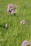 Valeriana amurensis. Верхушка цветущего побега. Амурская обл., Магдагачинский р-н, окр. пос. Магдагачи, сырой луг вдоль берега водохранилища (р. Горчаки). 29.06.2016.