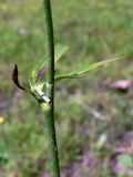 Ranunculus japonicus