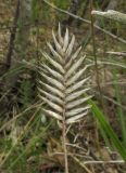 Agropyron pinifolium. Прошлогоднее соплодие. Краснодарский край, м/о город-курорт Геленджик, окр. пос. Светлый, щель Церковная, можжевелово-дубовое редколесье на юго-восточном склоне к водохранилищу. 6 мая 2017 г.