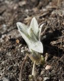 Centaurea montana. Тронувшийся в рост побег. Мурманск, на клумбе в культуре. 14.05.2017.