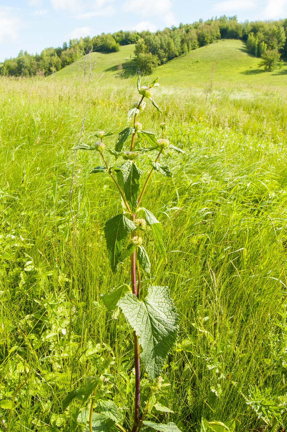 Изображение особи Phlomoides tuberosa.