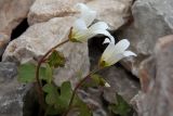 Saxifraga sibirica. Верхушка цветущего растения. Республика Адыгея, Майкопский р-н, Кавказский биосферный заповедник, вершина горы Фишт, между камнями, выс. 2867 м н.у.м. 16.07.2017.