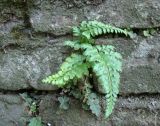 Asplenium adiantum-nigrum