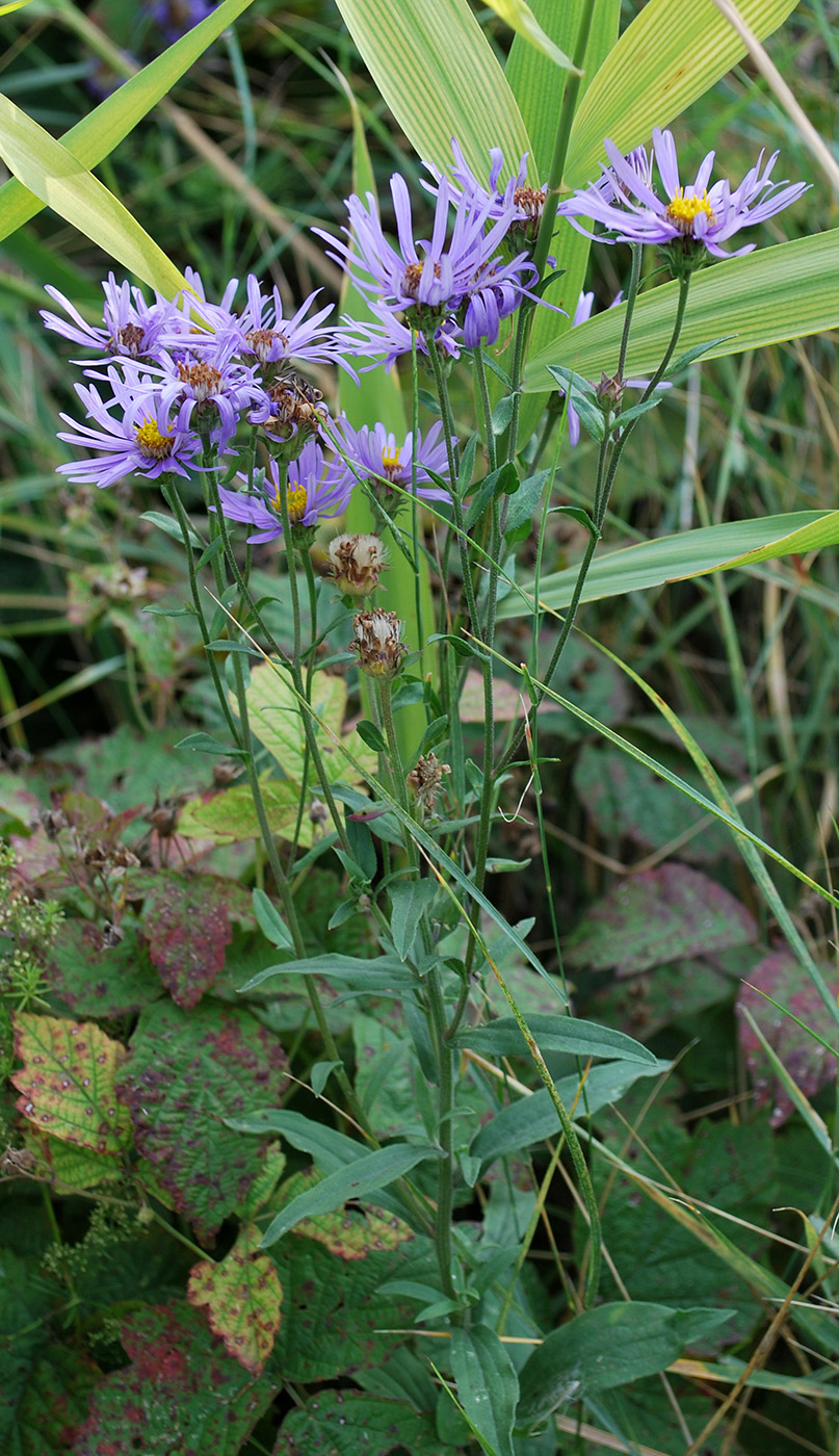 Изображение особи Aster amellus.