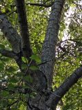 Populus × rasumowskiana. Средняя часть ствола взрослого дерева. Москва, в культуре. 03.09.2017.