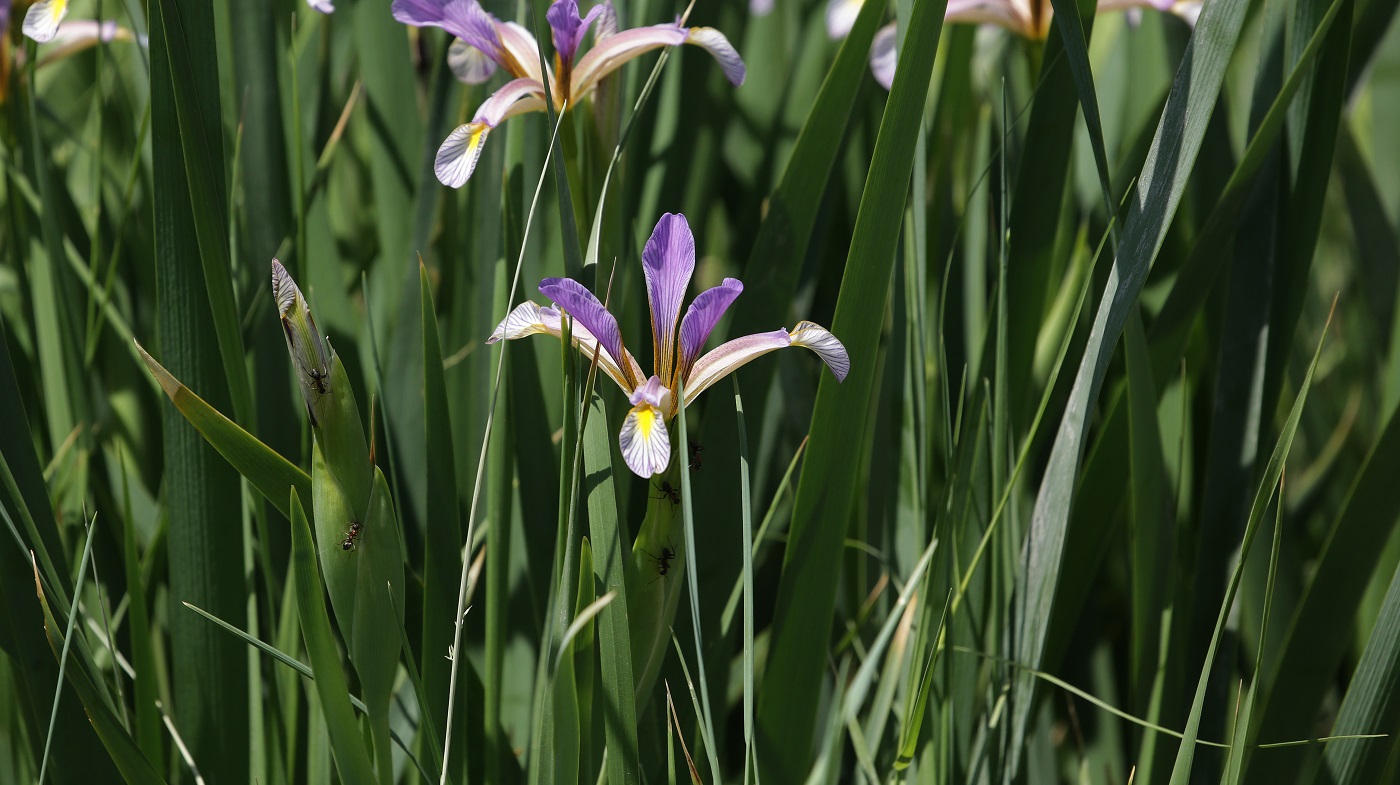 Изображение особи Iris sogdiana.