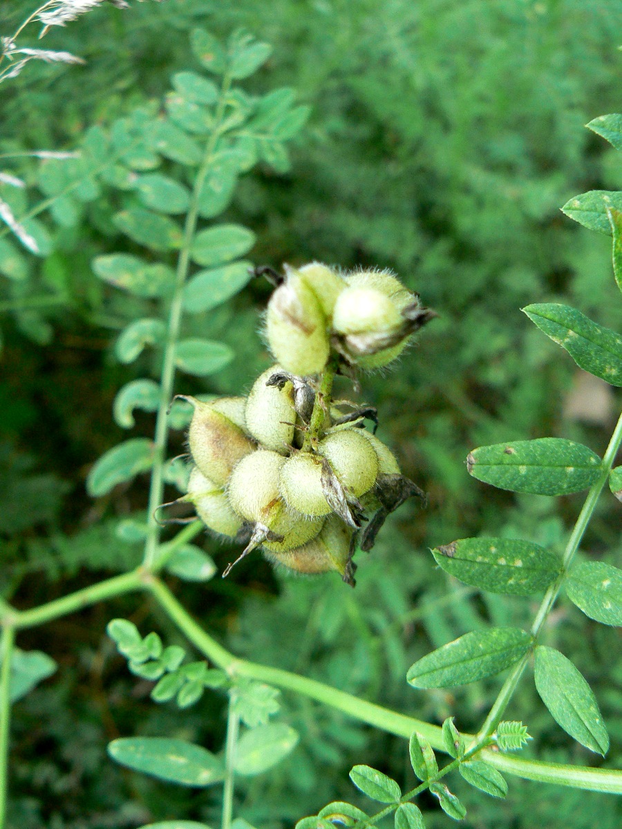 Изображение особи Astragalus cicer.