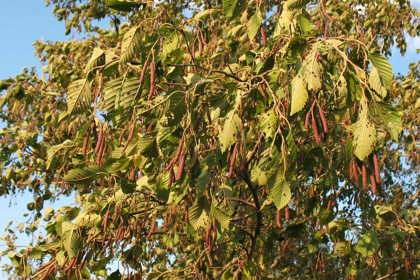 Изображение особи Alnus incana.