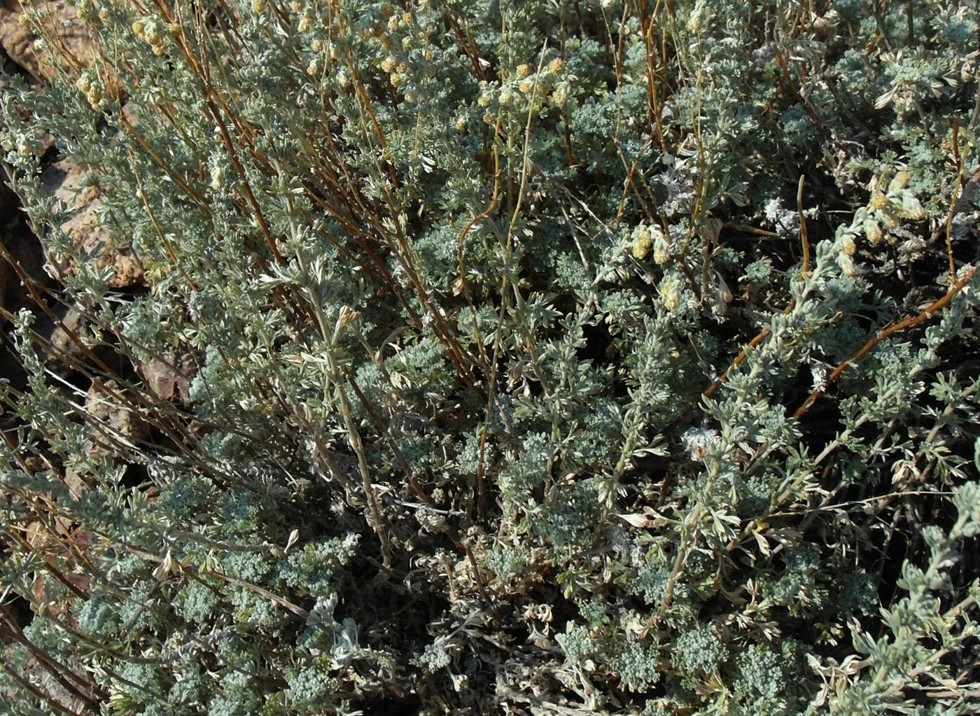 Изображение особи Artemisia frigida.