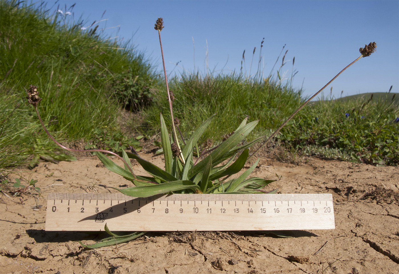 Изображение особи Plantago atrata.